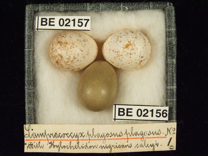 Three bird eggs with specimen labels in box.