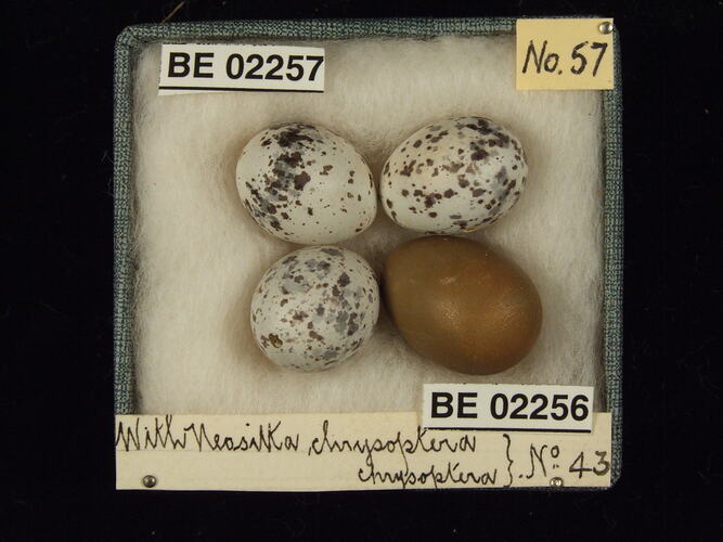 Four bird eggs with specimen labels in box.