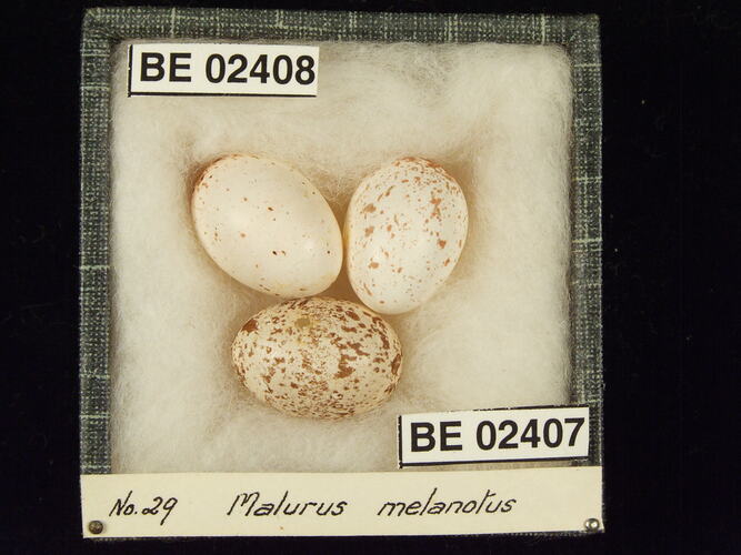 Three bird eggs with specimen labels in box.