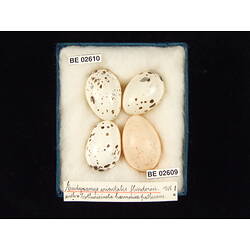 <em>Eudynamys orientalis cyanocephalus</em> (Latham, 1801)