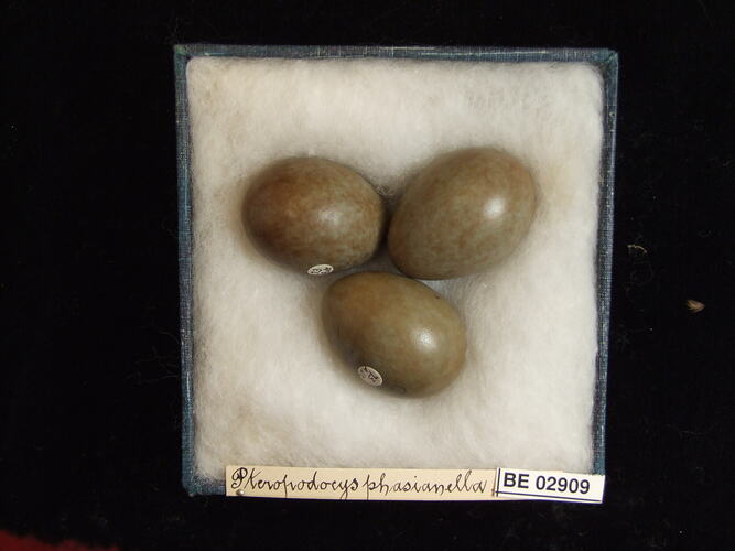 Three bird eggs with specimen labels in box.