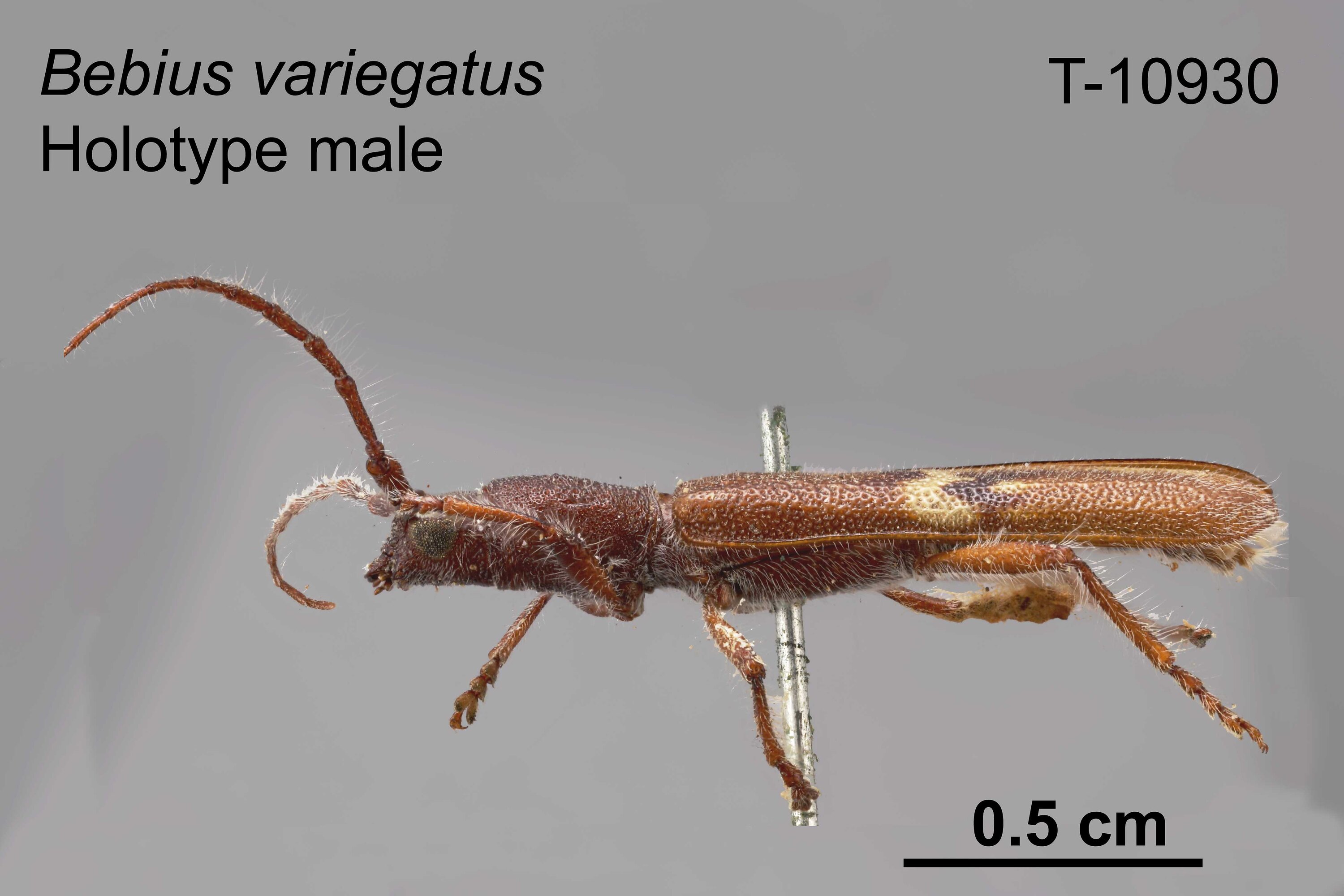 Bebius variegatus Blackburn