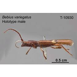 Beetle specimen, male, lateral view.