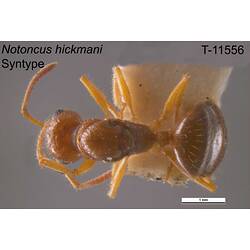 Ant specimen, dorsal view.