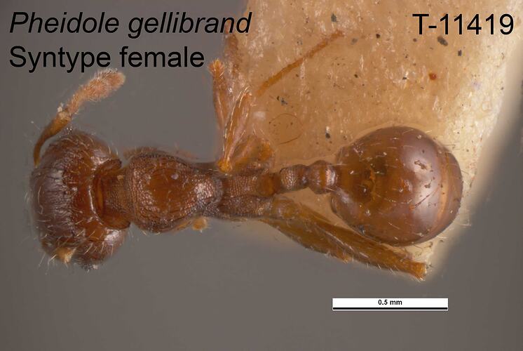 Ant specimen, female, dorsal view.