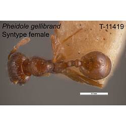 Ant specimen, female, dorsal view.