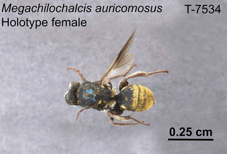 Wasp specimen, female, dorsal view.