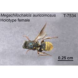 <em>Megachilochalcis auricomosus</em> Girault, 1915