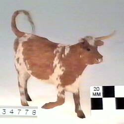 Steer Model - Ayrshire Breed, 1879-1944
