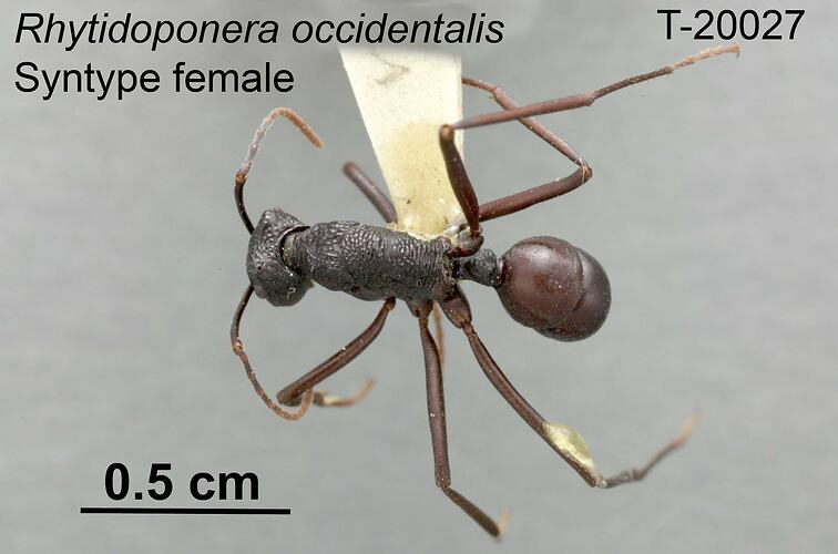 Ant specimen, female, dorsal view.