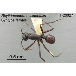 Ant specimen, female, dorsal view.