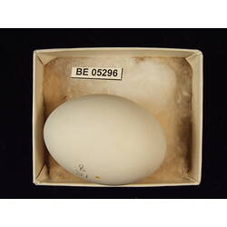 <em>Podargus papuensis</em>