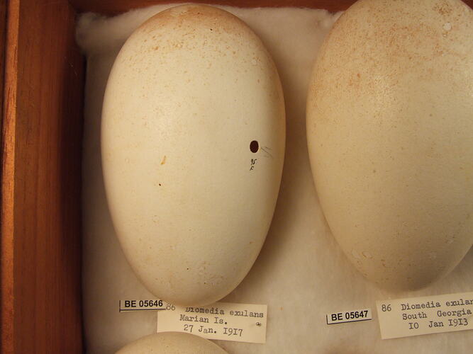 Close up of bird eggs in box.