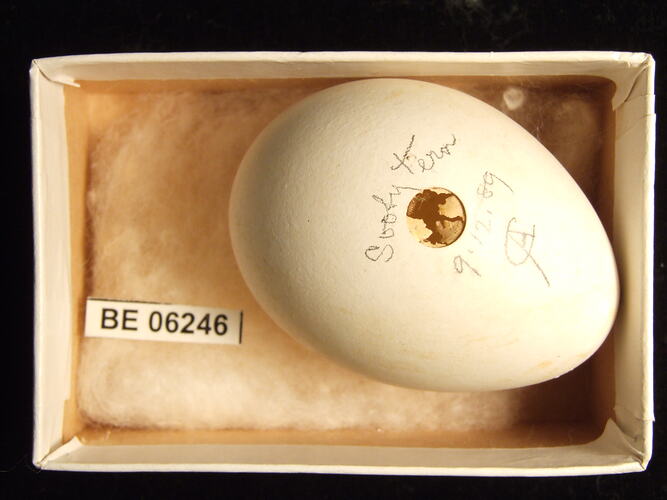 Bird egg with specimen label in box.
