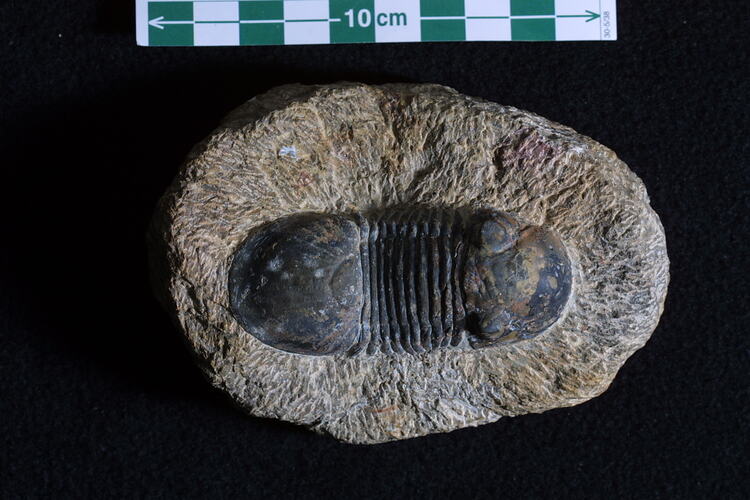 Dark trilobite fossil on rock.