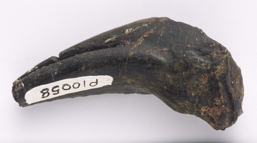 Dinosaur claw specimen with handwritten registration number.