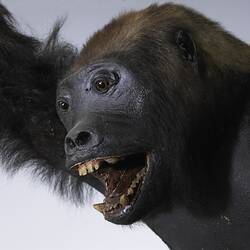 Detail of mounted gorilla specimen's face.