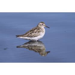 A Sharp-tailed Sandpiper standing in shallow water.