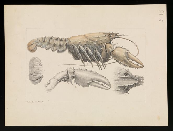Murray Spiny Crayfish, Parastacidae