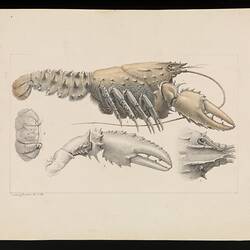 Lithographic proof - Murray Spiny Crayfish, Euastacus armatus, Ludwig Becker, before 1878