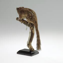 Taxidermied possum specimen mounted on a branch, rear view.
