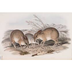 John Gould print: Landwang or Pig-footed Bandicoot <em>Chaeropus ecaudatus</em>.