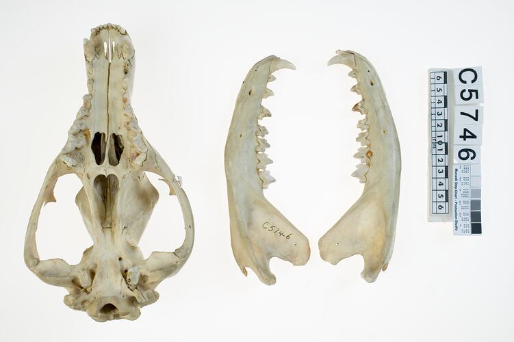 Thylacine lower jaws, lateral views, beside skull, ventral view.