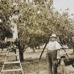 Two Women & Man Working in Cherry Orchard, Blackburn,  1938