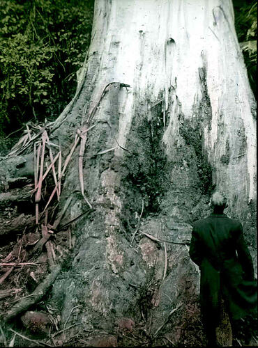 Lantern Slide - <em>Eucalyptus rubida</em>, Upper Ferntree Gully, Victoria, Date Unknown. [BA 1672]