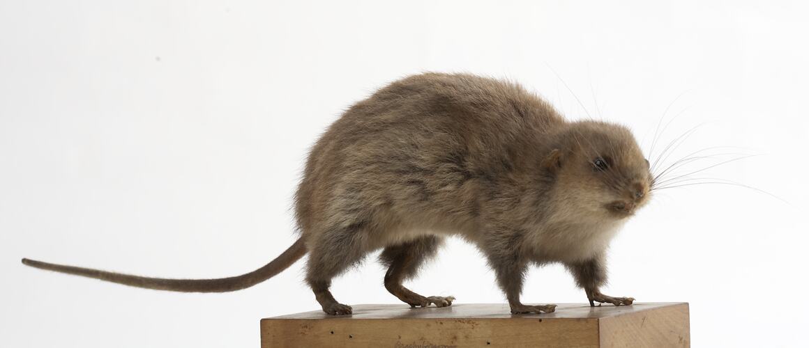 Taxidermied mouse specimen, side view.