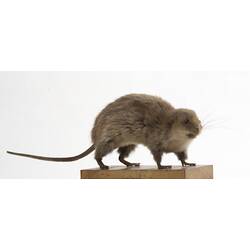 Taxidermied mouse specimen, side view.