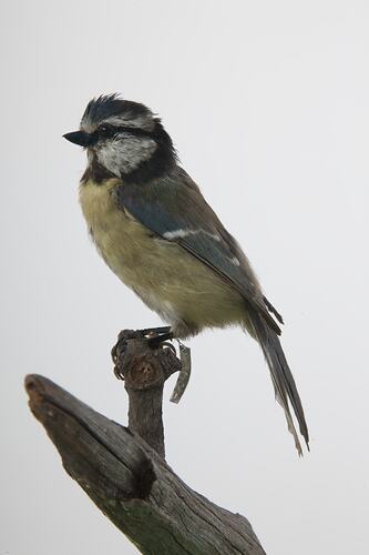 <em>Cyanistes caeruleus caeruleus</em>, Blue Tit, mount.  Registration no. 59047.