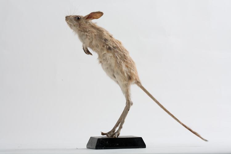 <em>Jaculus jaculus</em>, Less Egyptian Jerboa, mount.  Registration no. C 30066.