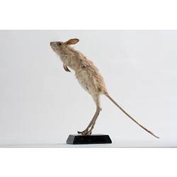 <em>Jaculus jaculus</em>, Less Egyptian Jerboa, mount.  Registration no. C 30066.