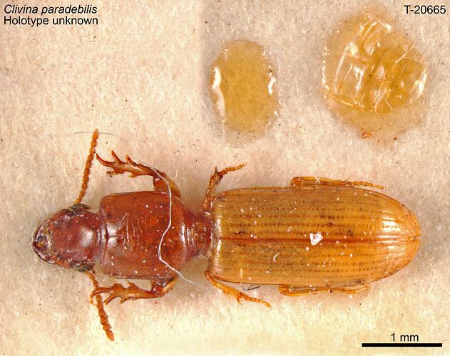Beetle specimen, dorsal view.