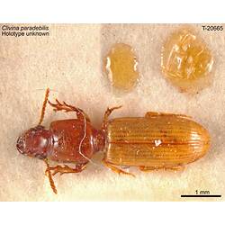 <em>Clivina (Clivina) paradebilis</em> Baehr, 2008