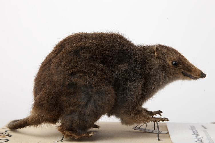 Taxidermied Antechinus specimen, side view.