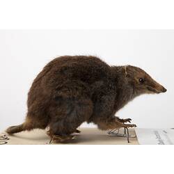 <em>Antechinus swainsonii</em> (Waterhouse, 1840)