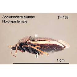 Shield bug specimen, female, lateral view.