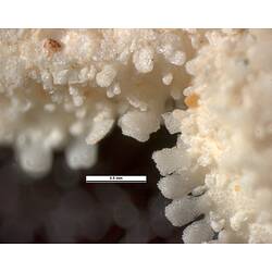 Detail of dorsal view of cream-coloured seastar specimen.