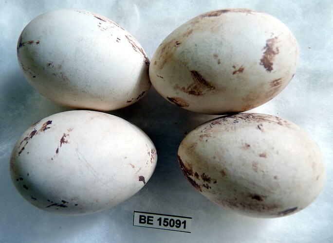 Four bird eggs with specimen label.