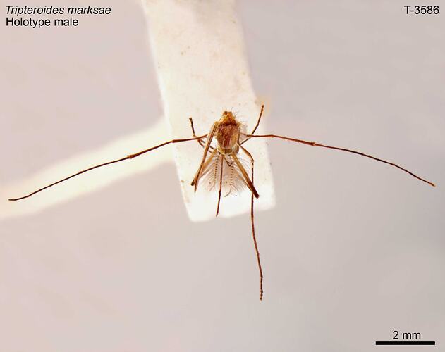 Mosquito specimen, male, dorsal view.