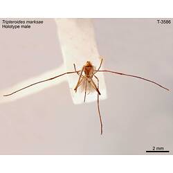 Mosquito specimen, male, dorsal view.