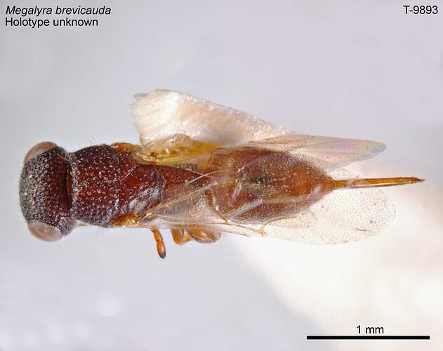 Wasp specimen, dorsal view.