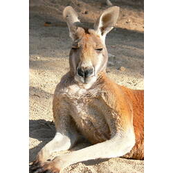 A Red Kangaroo lying on the ground and squinting in the sunlight.