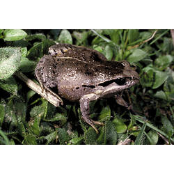 A Haswell's Frog sitting on small green leaves.