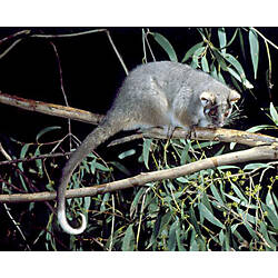 A Common Ring-tailed Possum balancing on a narrow eucalypt branch.
