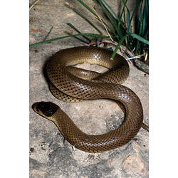 A Little Whip Snake on a rock.