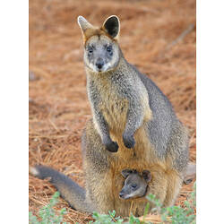 A Swamp Wallaby standing alert in dry grass, with a joey in its pouch.