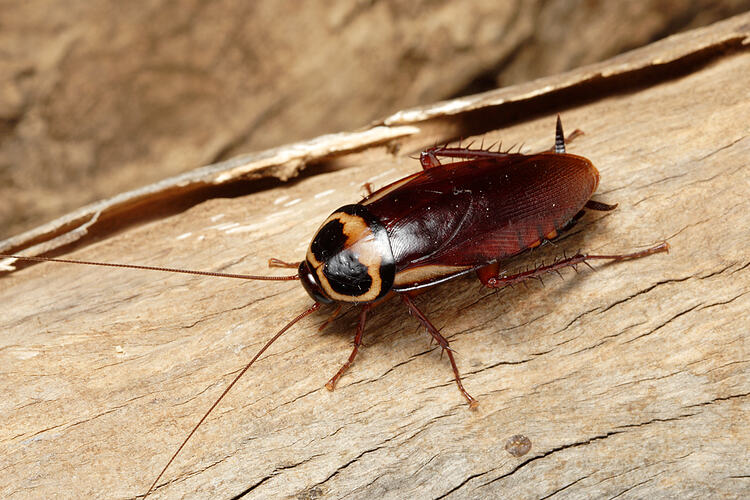 An Australian Cockroach walking along bark.